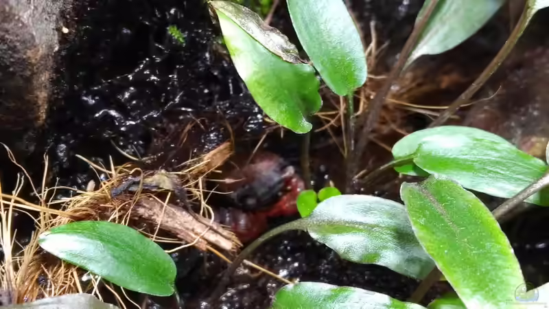 Früh morgens. Die Krabben schlafen noch von aquariumwelt (11)