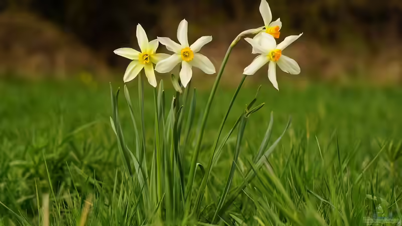 Frühblüher im Haus: Auspflanzen nach der Blüte