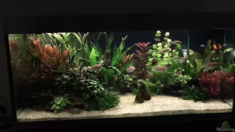 Frühe Abend-Dämmerungsstimmung von Aerbsli (14)