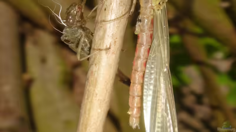 Frühe Adonis kurz nach dem Schlupf von Goldfisch (14)