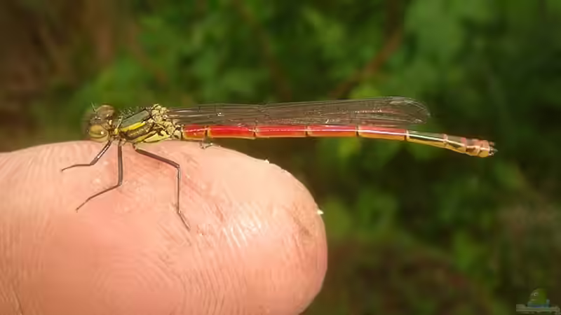 Frühe Adonisjungfer von Goldfisch (15)