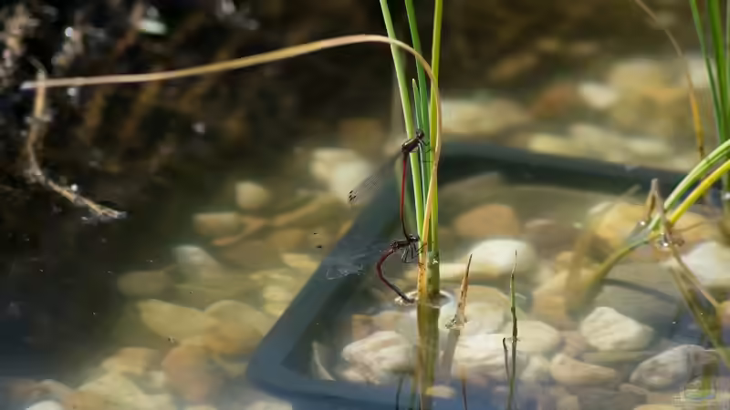 Frühe Adonislibelle - Pyrrhosoma nymphula 21.05.2018 von Acki50 (48)