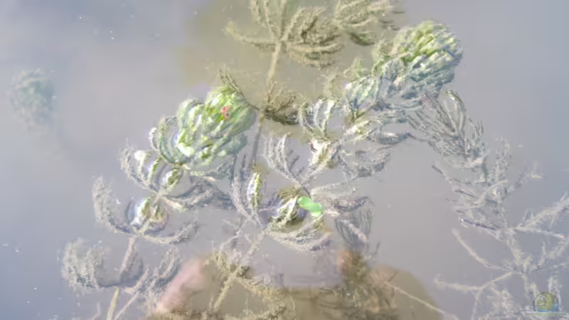 Frühe Algenblüte im Gartenteich: Welche Pflanzen helfen?