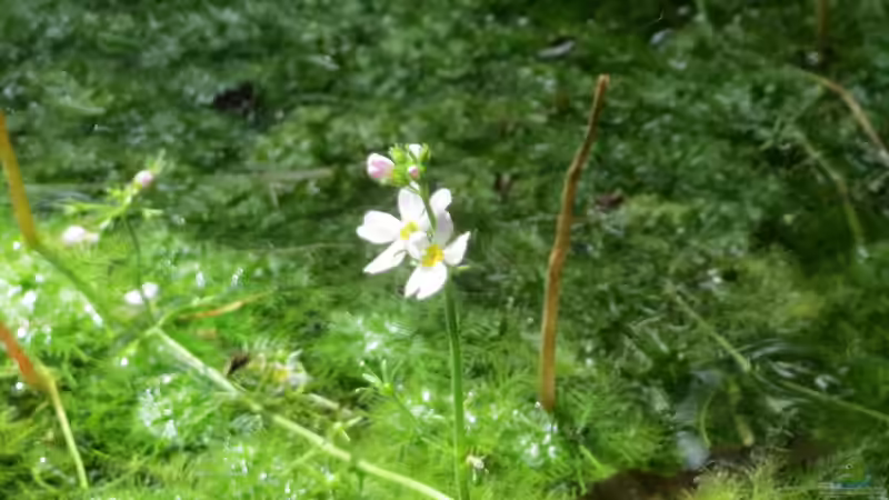 Frühe Algenblüte im Gartenteich: Welche Pflanzen helfen?