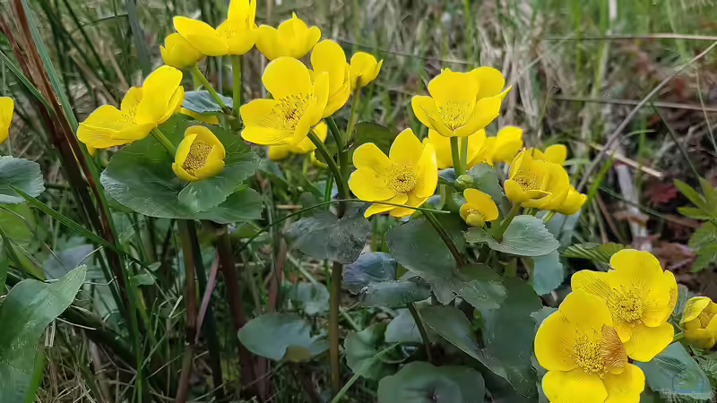 Frühe Algenblüte im Gartenteich: Welche Pflanzen helfen?