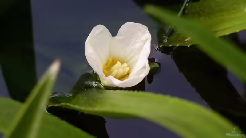 Frühe Algenblüte im Gartenteich: Welche Pflanzen helfen?