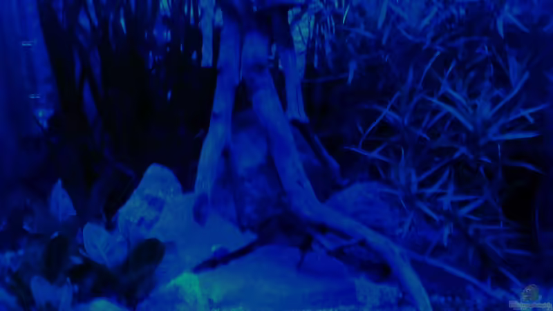 frühe Nacht von Sambia (24)