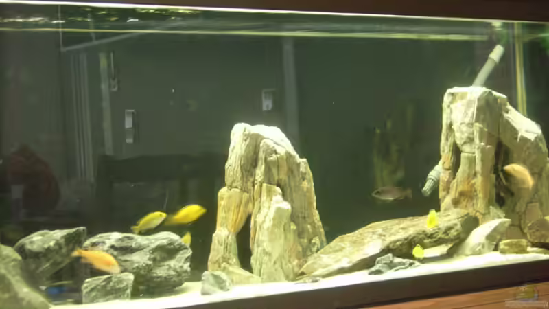 frühere Ansicht- weniger Felsen und noch ohne Pflanze von malawimimi (3)