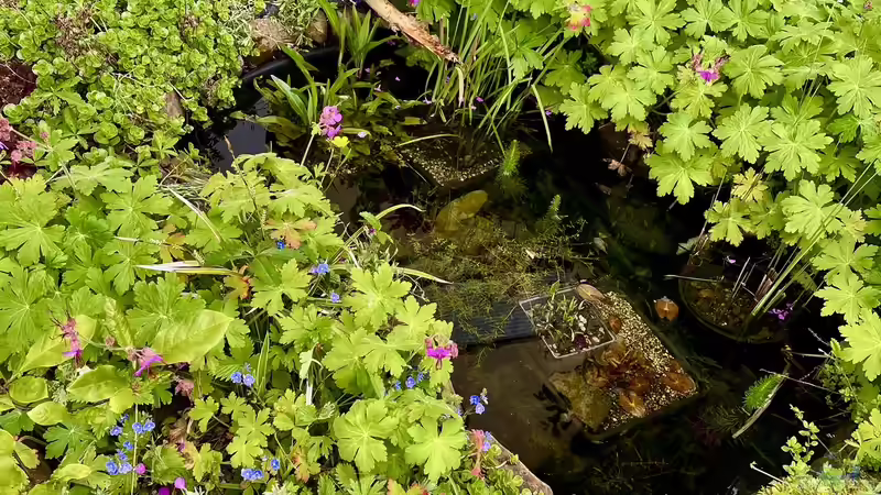 Frühjahr….es beginnt zu wachsen und gedeihen