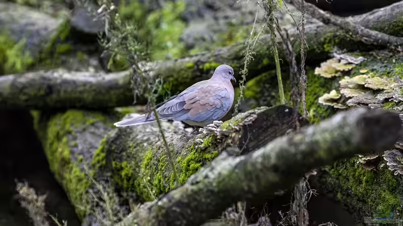 Frühjahrsputz im Garten: Aufräumen oder Lebensräume schützen?