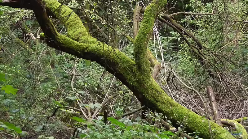 Frühjahrsputz im Garten: Aufräumen oder Lebensräume schützen?