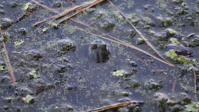 Frühling am Gartenteich: Die ersten Algen