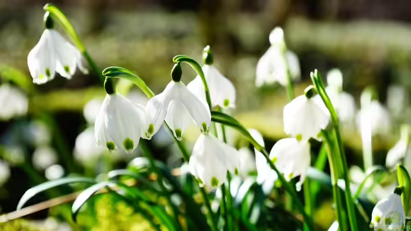 Frühlingsblumen im Herbst pflanzen - der perfekte Zeitpunkt für ein blühendes Frühjahr
