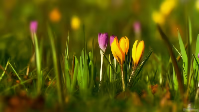 Frühlingsblumen im Herbst pflanzen - der perfekte Zeitpunkt für ein blühendes Frühjahr