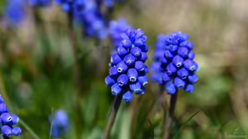 Frühlingsblumen im Herbst pflanzen - der perfekte Zeitpunkt für ein blühendes Frühjahr