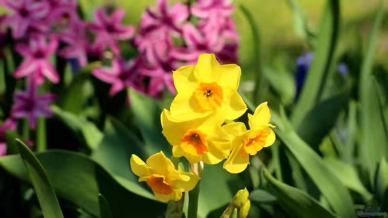 Frühlingsblumen im Herbst pflanzen - der perfekte Zeitpunkt für ein blühendes Frühjahr