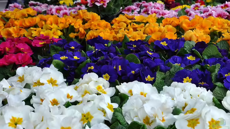Frühlingsblumen im Herbst pflanzen - der perfekte Zeitpunkt für ein blühendes Frühjahr