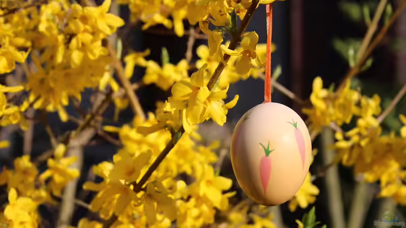 Frühlingserwachen im Garten – Ostern als Fest der Natur