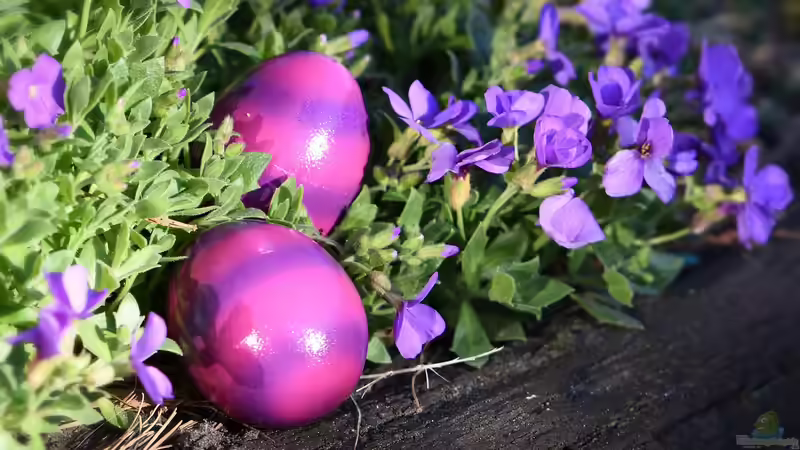 Frühlingserwachen im Garten – Ostern als Fest der Natur
