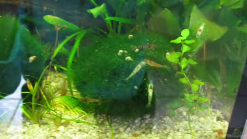 Mit Mooskugel das Aquarium dekorieren (Einrichtungsbeispiele mit Cladophora aegagrophila)