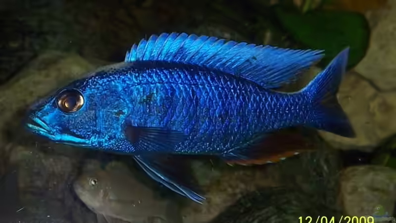 Fryeri Bock von ProPaul (2)