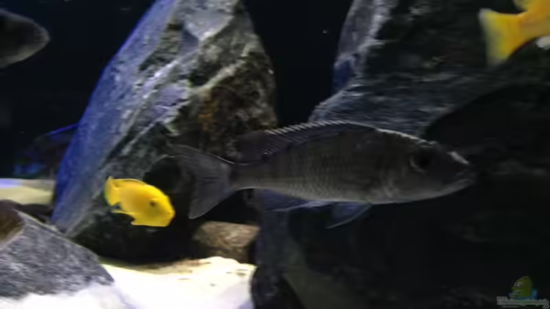 fryeri dame von Lynex (28)