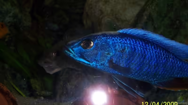 Fryeri Paar mit Eiern  von ProPaul (3)