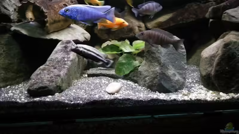 Fryeri und Konsorten  von Wasserfest ;-) (28)