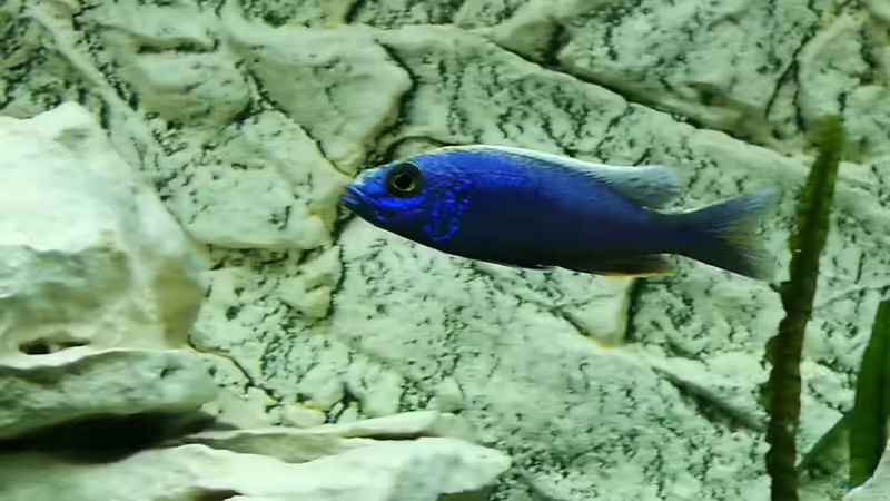 Fryeri von ProPaul (3)