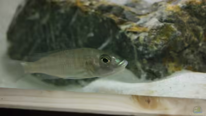 fryeri Weibchen - Maul voll von Poybuna (16)