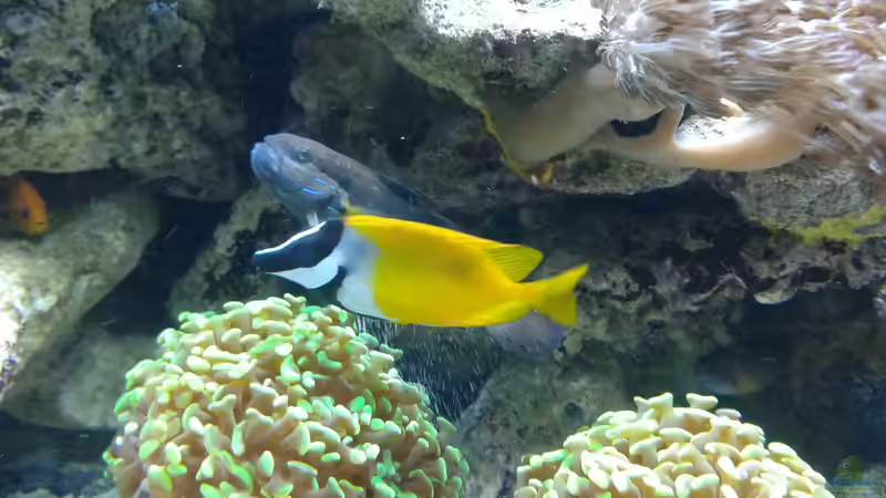 Fimbriaphyllia paraancora im Aquarium halten (Einrichtungsbeispiele für Hammerkoralle)