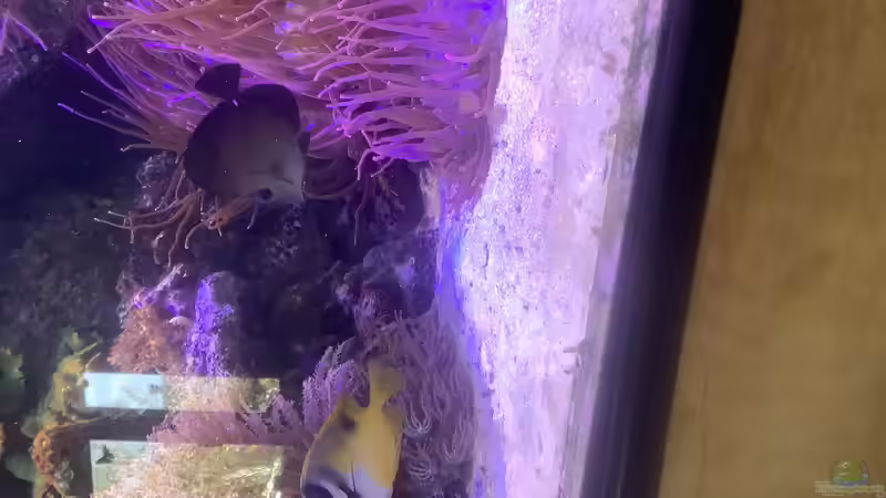 Fuchsgesicht und brauner Doc von Diver (27)