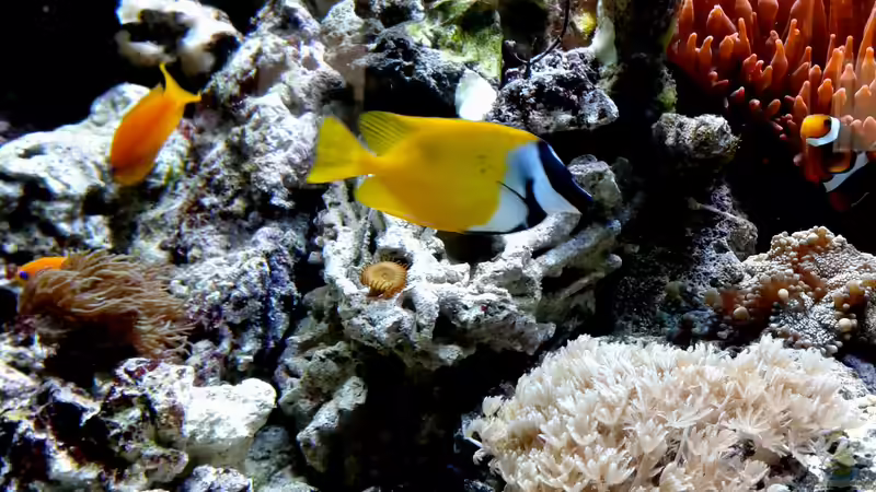 Siganus vulpinus im Aquarium halten (Einrichtungsbeispiele für Fuchsgesicht)