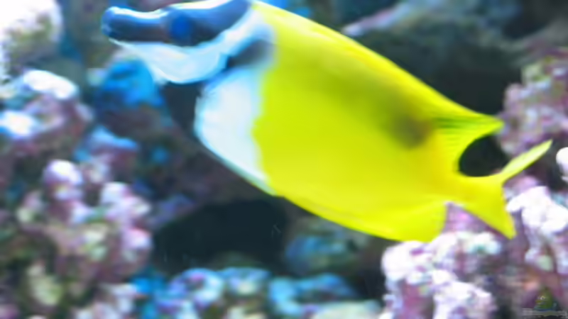 Fuchsgesicht von Harald Schuster (11)