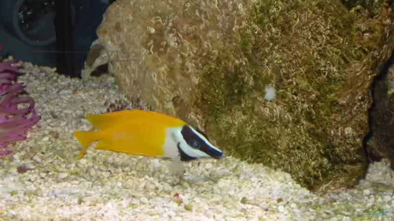 Fuchsgesicht von Lars Leonhardt (5)