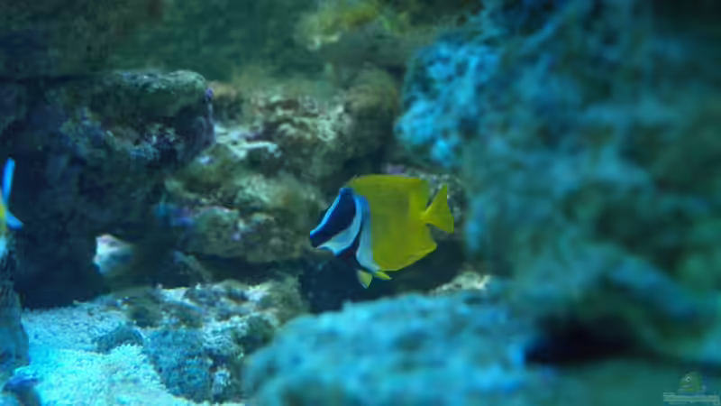 Fuchsgesicht von mr.boomBASCHTIc (22)