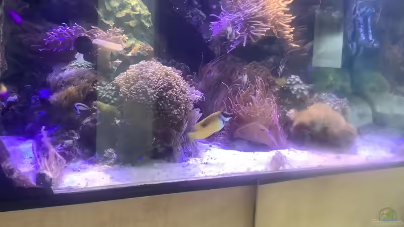 Siganus vulpinus im Aquarium halten (Einrichtungsbeispiele für Fuchsgesicht)