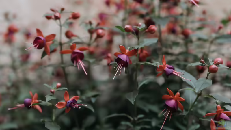 Fuchsien: Pflanzen, pflegen, überwintern und die Blütenpracht im Garten genießen - Foto 2