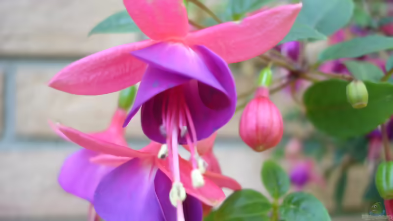 Fuchsien: Pflanzen, pflegen, überwintern und die Blütenpracht im Garten genießen - Foto 6