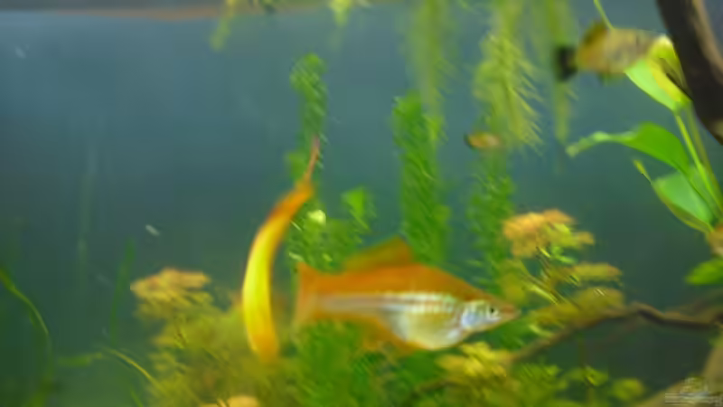 fühlen sich *pudel*wohl von Fireman (20)