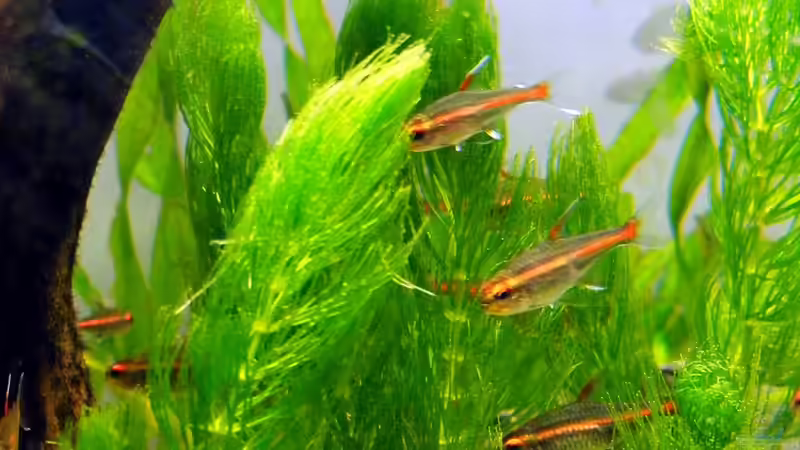 fühlen sich wohl... von Falk (3)