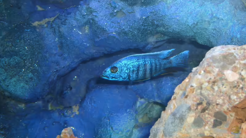 fühlt sich sichtlich wohl von JAMES-JONES (10)