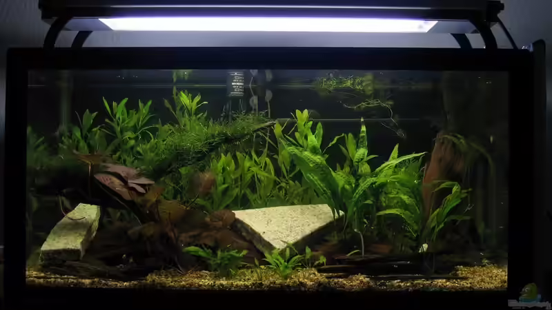 Fünf Tage nach Einrichtung (11.09.2008) von vincent (3)