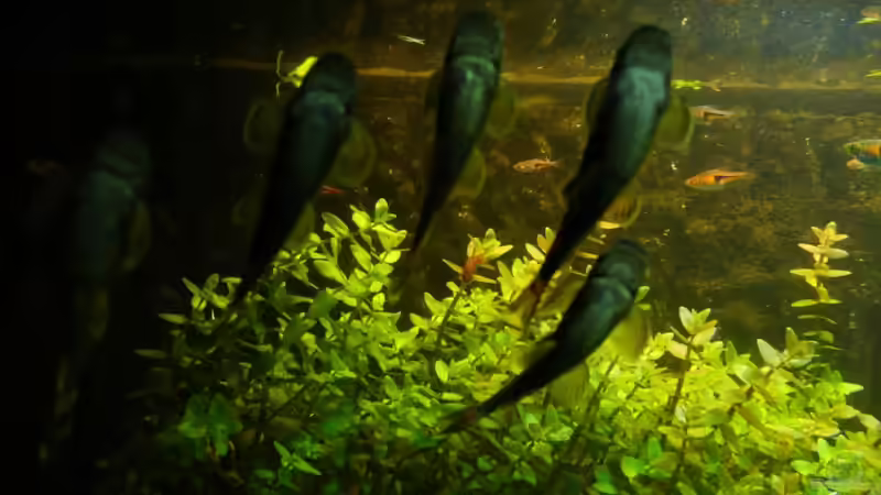 Fünfer-Pack..... an der Rückwand gut zu erkennen, wie die Algen an der Rückwand von Ferbi (36)