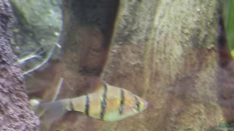 Fünfgürtelbarbe - Puntius pentazona von Bernd Milbrandt (17)