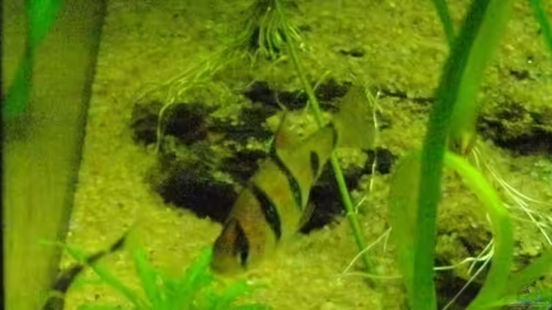 Fünfgürtelbarbe und pangio kuhlii von Caricciola (18)