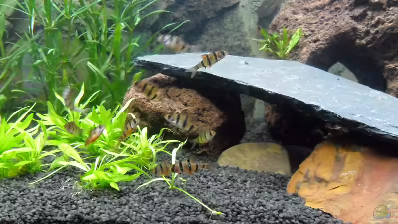 Fünfgürtelbarbe von Uwe M. (23)