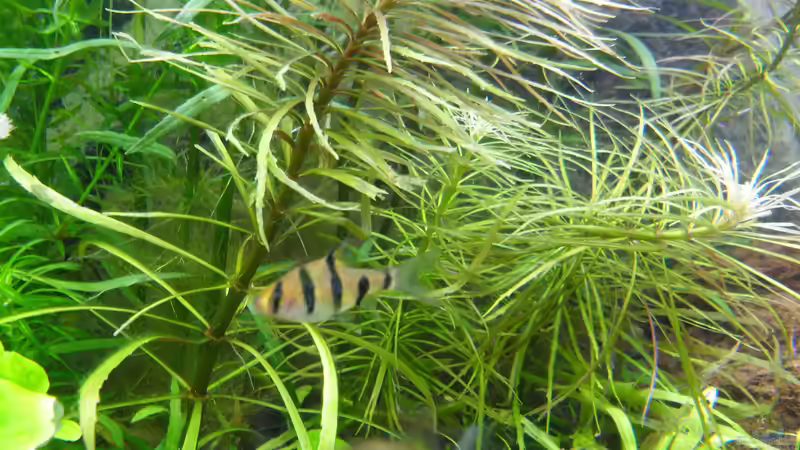 Fünfgürtelbarbe von Uwe M. (31)