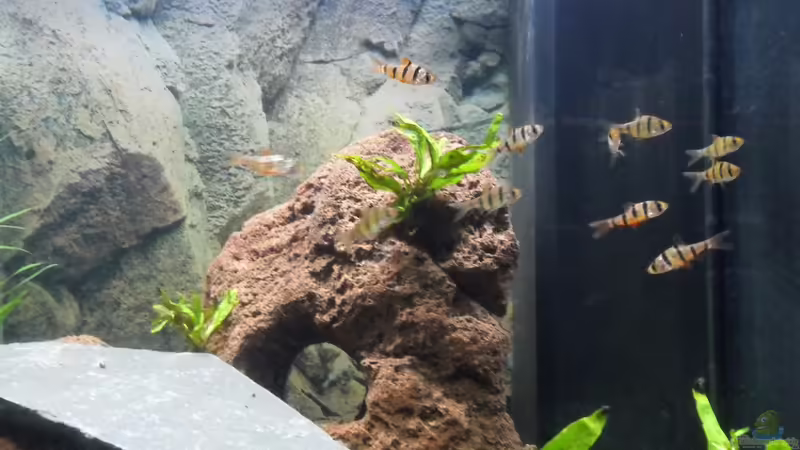 Aquarien mit Desmopuntius pentazona (Fünfgürtelbarbe)