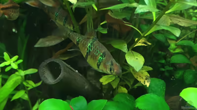 Aquarien mit Desmopuntius pentazona (Fünfgürtelbarbe)